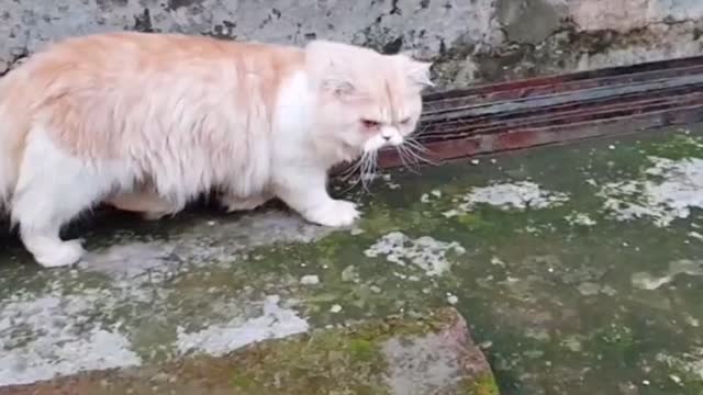 The cat is so angry