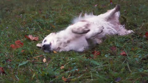Funny and Cute Dog Pomeranian 😍🐶| Funny Puppy Videos