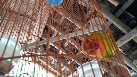 Orange lovebird chirping while biting the cage