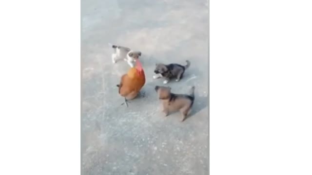 Dogs And Hen Funny fight