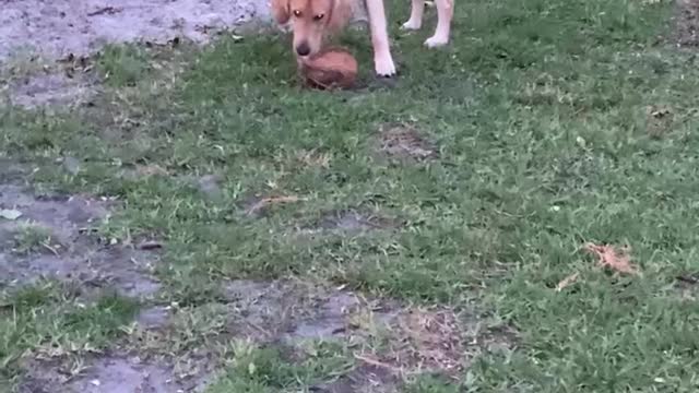 Bo the Coconut eating Golden Retriever on Christmas Eve