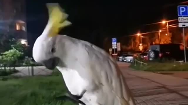 Talking Parrot On Street