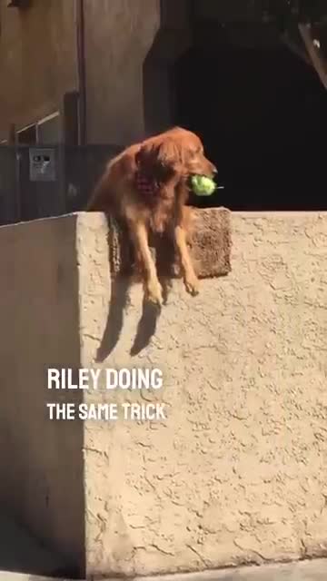 Riley The Dog