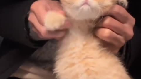 Cute Cat Reaction