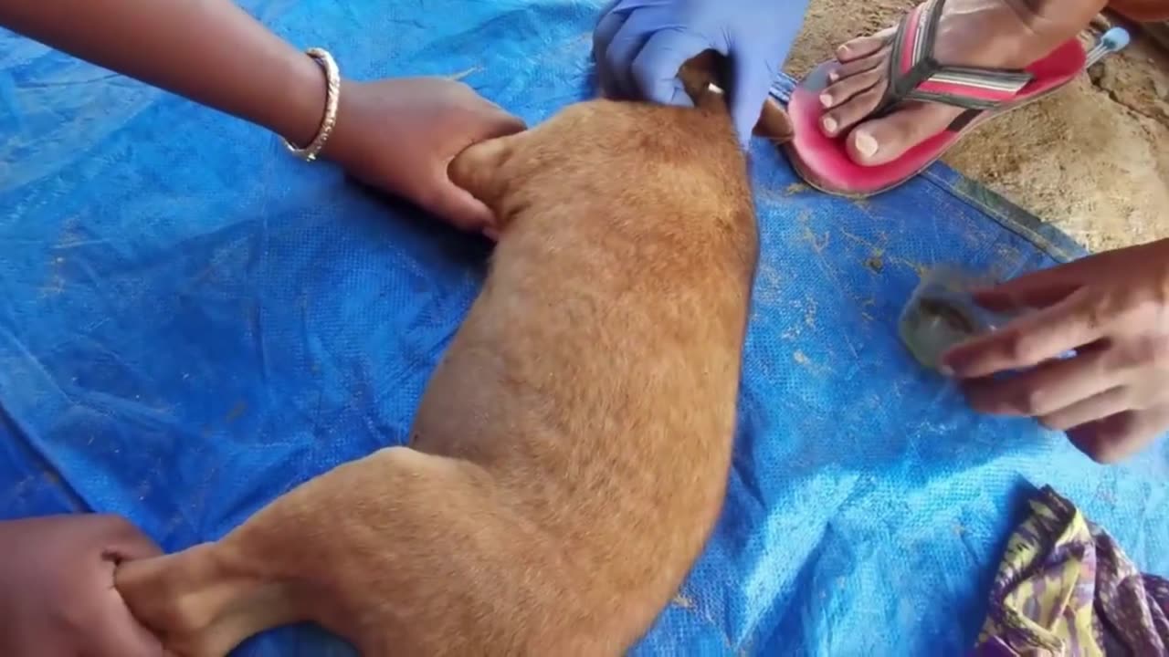 Help Poor Puppy From Ticks Biting Completely Cleaning Ticks From Dog's Ear and Dog's Body.