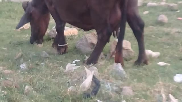 Funny animals videos