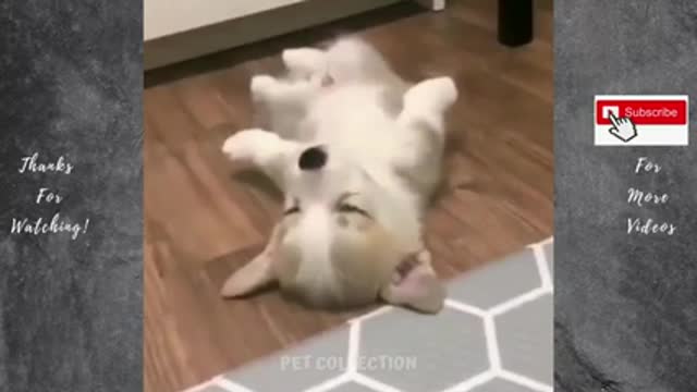 Cute And Funny Pet Videos
