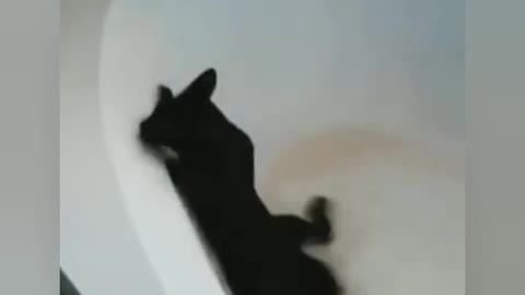 Funny moments cat in bathtub (pets on)