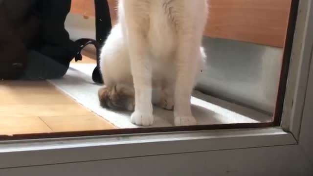 A cat screaming for the door to open.