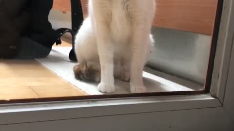 A cat screaming for the door to open.