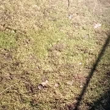 Bubba and my ducks and hens