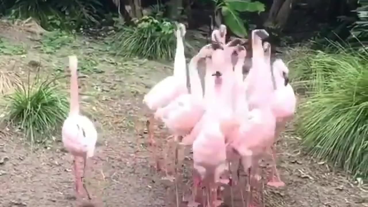 Flamingos in formation