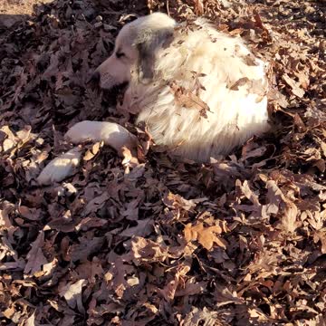 Where is My Max Hiding?