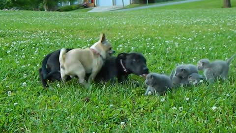 Brave Chihuahua protects Kittens!