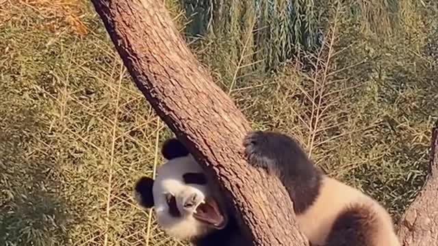 It's time to climb trees and exercise