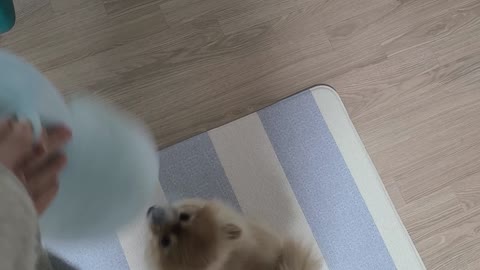 Dog rests after playing with dolls