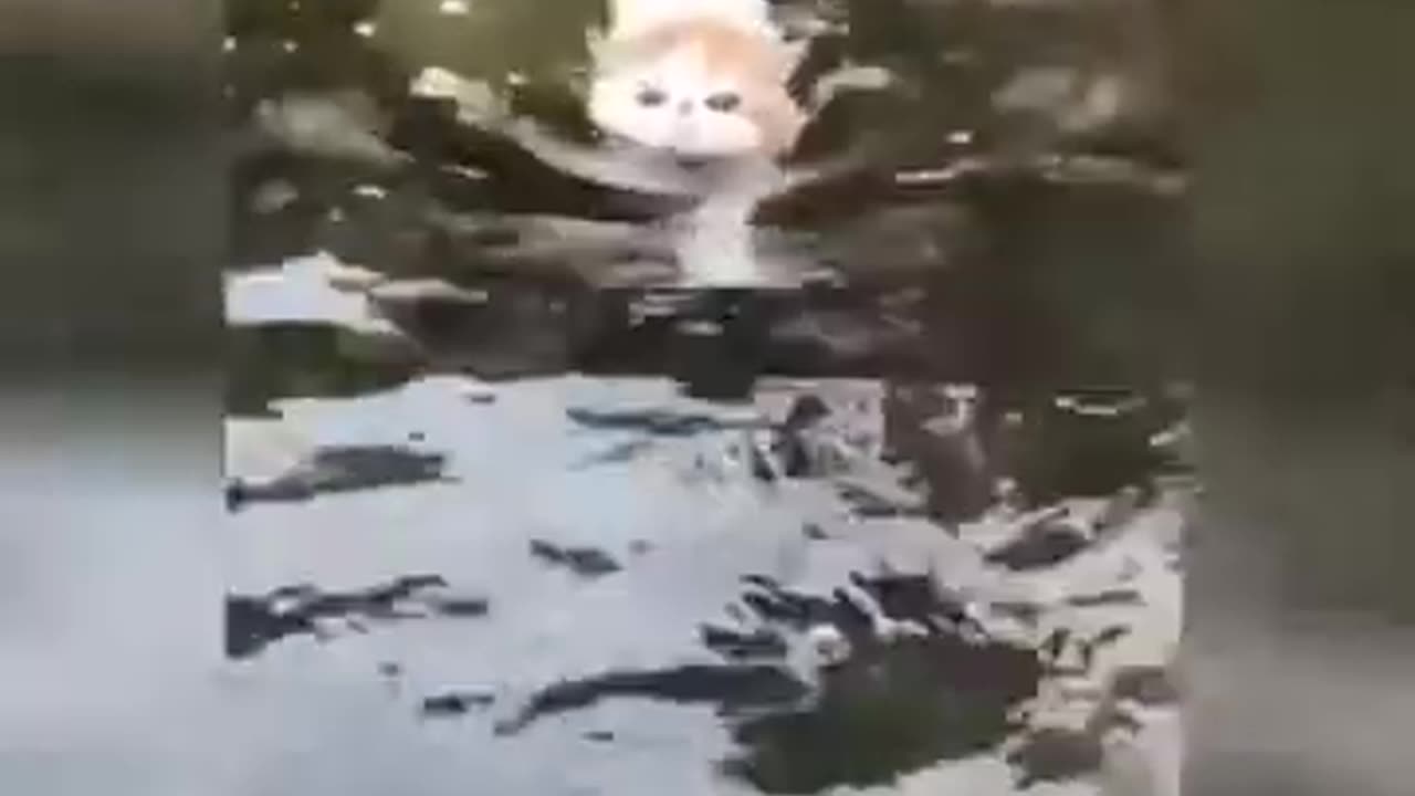 Funny Cat 😺😺🤣 videos