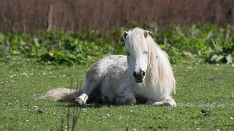 BEAUTIFUL WHITE PONY