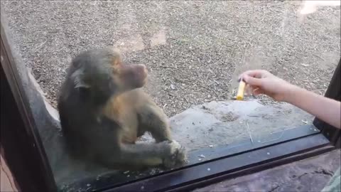 strongest Baby Orangutan is so dramatic!