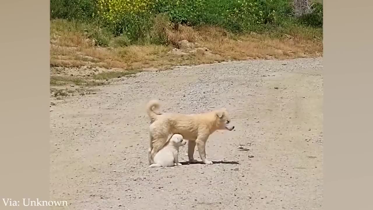 funny dog