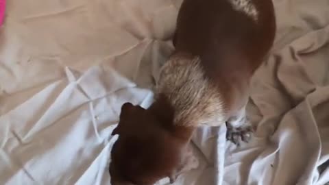 They are crazy at 4 weeks old too.