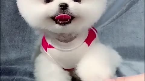 This puppy is so cute