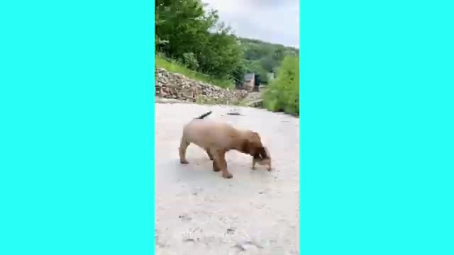 Funny _Dogs _videos 2021. CUTE_ Baby's_ Dog 🐕🐕.