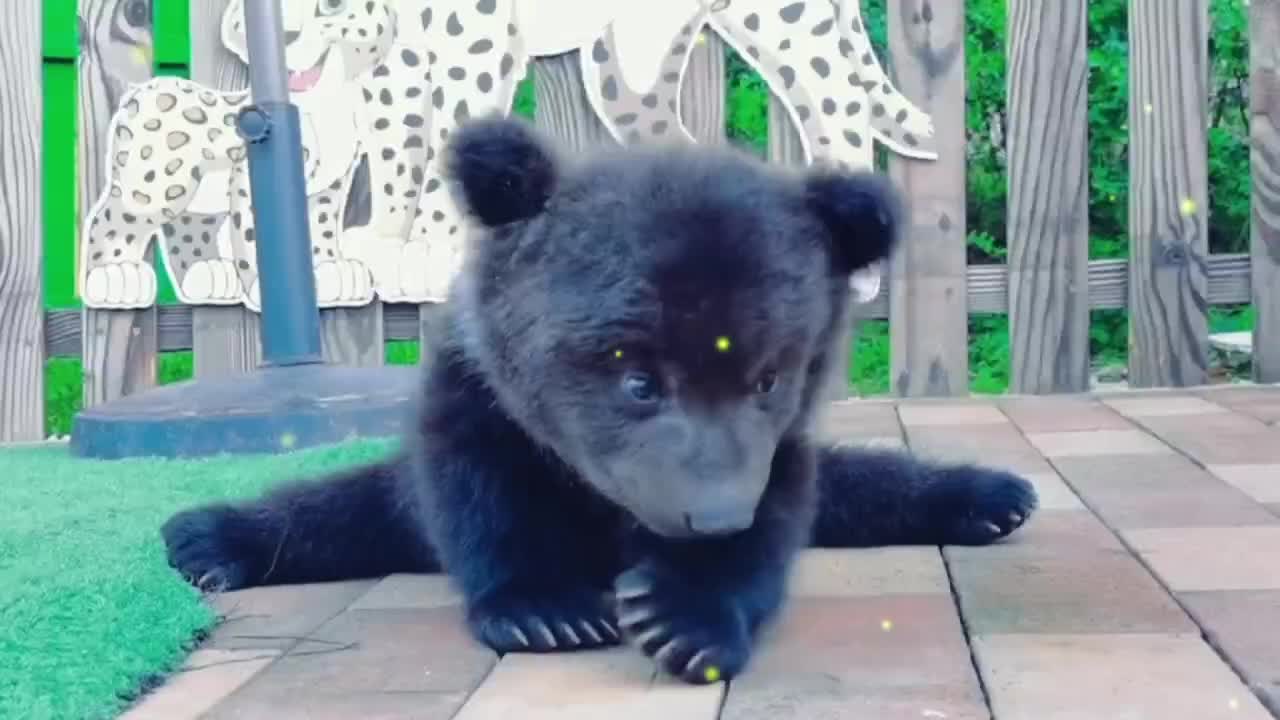 Little bear didn't learn to walk, but he did split