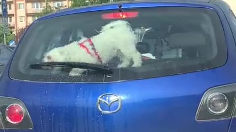 Doggo chases windshield wipers #DivineAnimal 2021