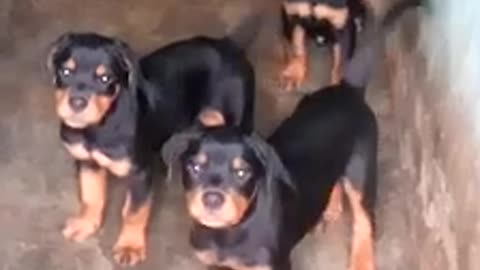Lovely, cute puppies