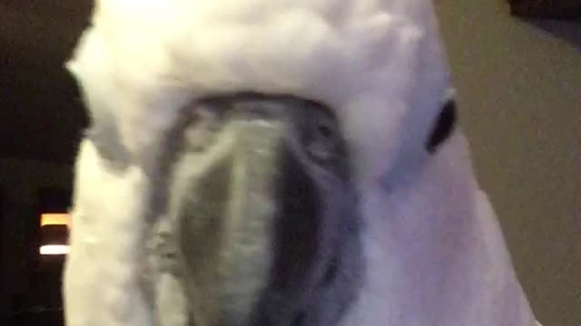 I Love You Cockatoo