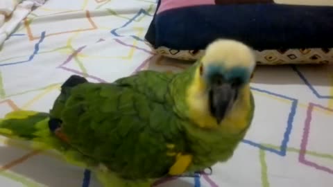 talking parrot