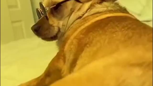 Funny Dog Videos