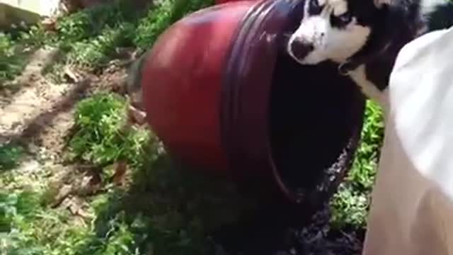 Husky in backyard looking into red plant flower pot