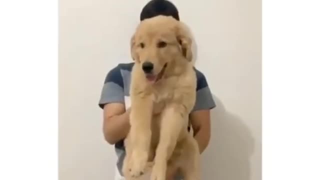 baby dog 😇 || funny dogs shorts