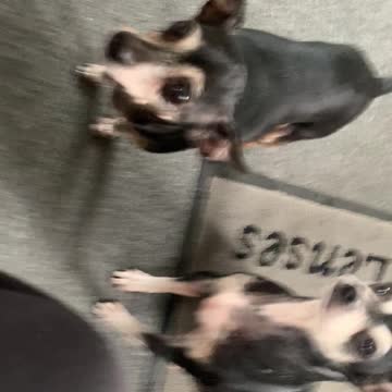 Chester’s sisters waiting for there brother to stop by