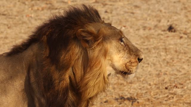 Lion Walking in the jungle