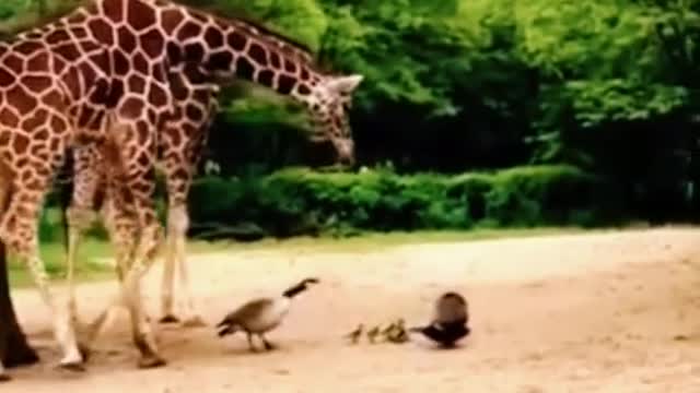 Goose vs jirraf