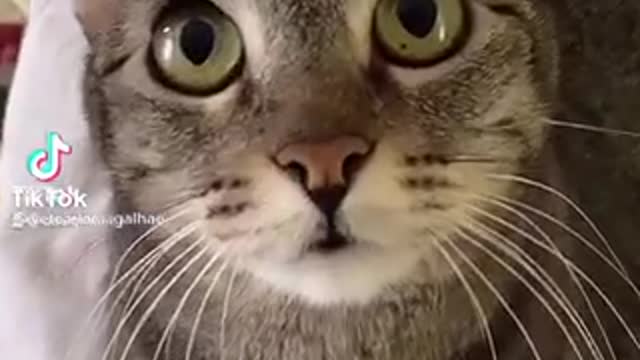 funny crazy cat
