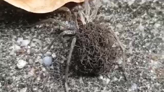🕷Wolf Spider With Its Offspring. | Interesting Facts #Shorts #topchannel