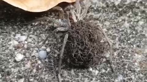 🕷Wolf Spider With Its Offspring. | Interesting Facts #Shorts #topchannel