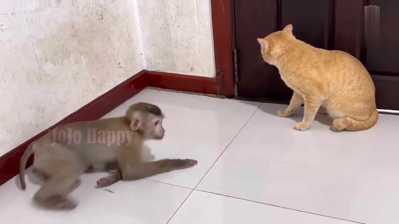 Real-life Cat vs. Monkey combat.Clapping with a cat