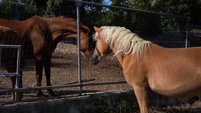 Thoughts of two horses