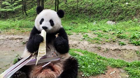 Panda eats bamboo shoots Part 2