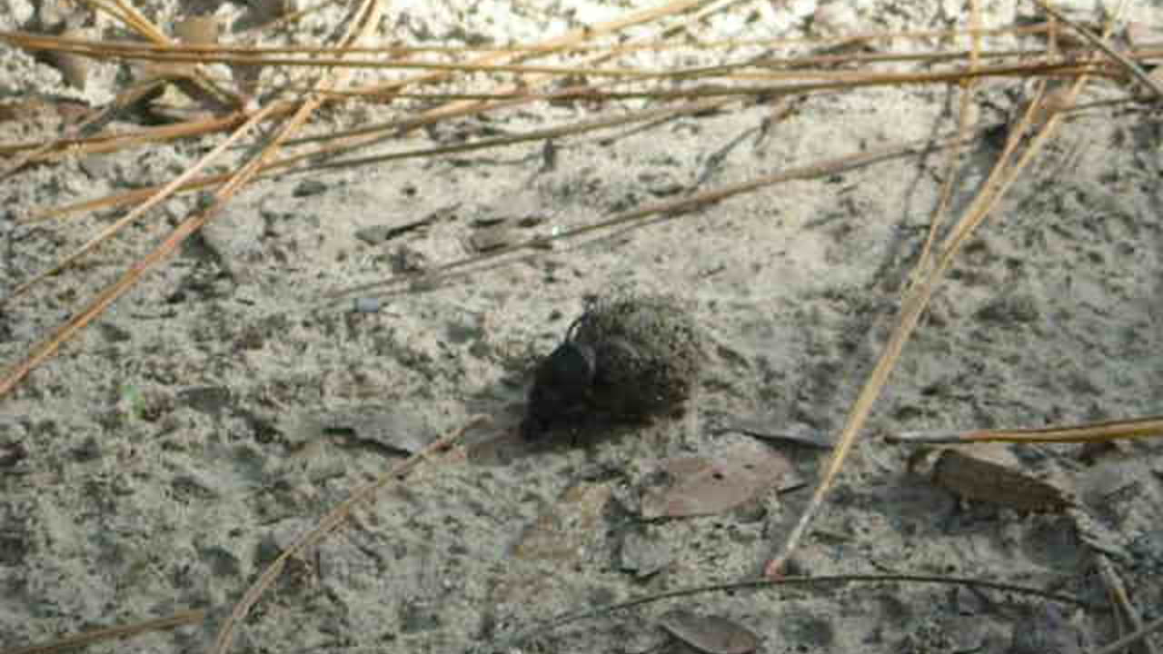 A Black Dung Beetle Rolling Some Dung In Our Backyard