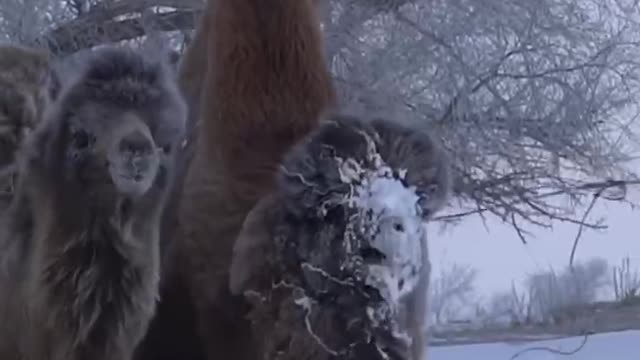 The camel was not slow at all