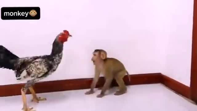 Monkey vs rooster 🔥funny video 2021