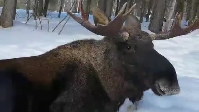 Moose free range.