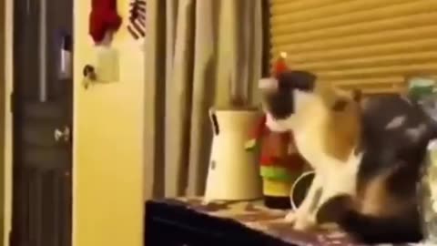 Funny cats