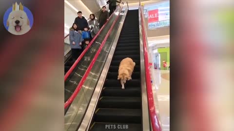 Funny animals #2 - Cute cats and dogs doing funny things
